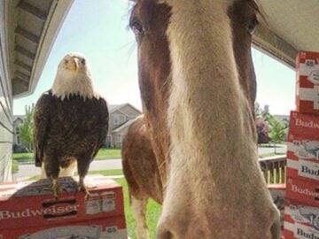Budweiser Great Delivery Sweepstakes