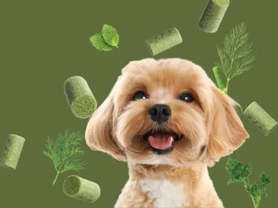 Minties Intervention Sweepstakes