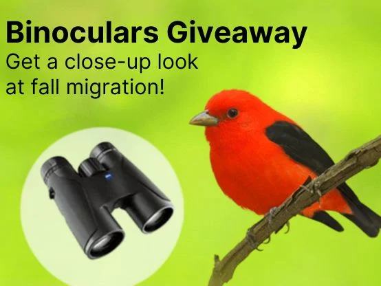 Cornell Lab of Ornithology Big Day Binoculars Giveaway