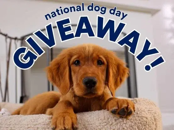Petco National Dog Day Giveaway – Instagram