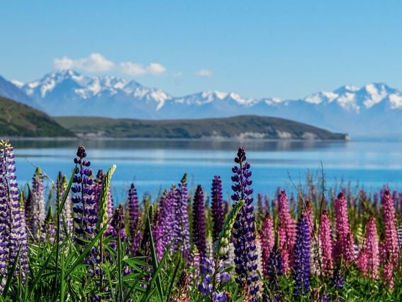 Air New Zealand Amazing Race Season 39 Sweepstakes