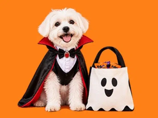 DogTV Tricks for Treats Giveaway